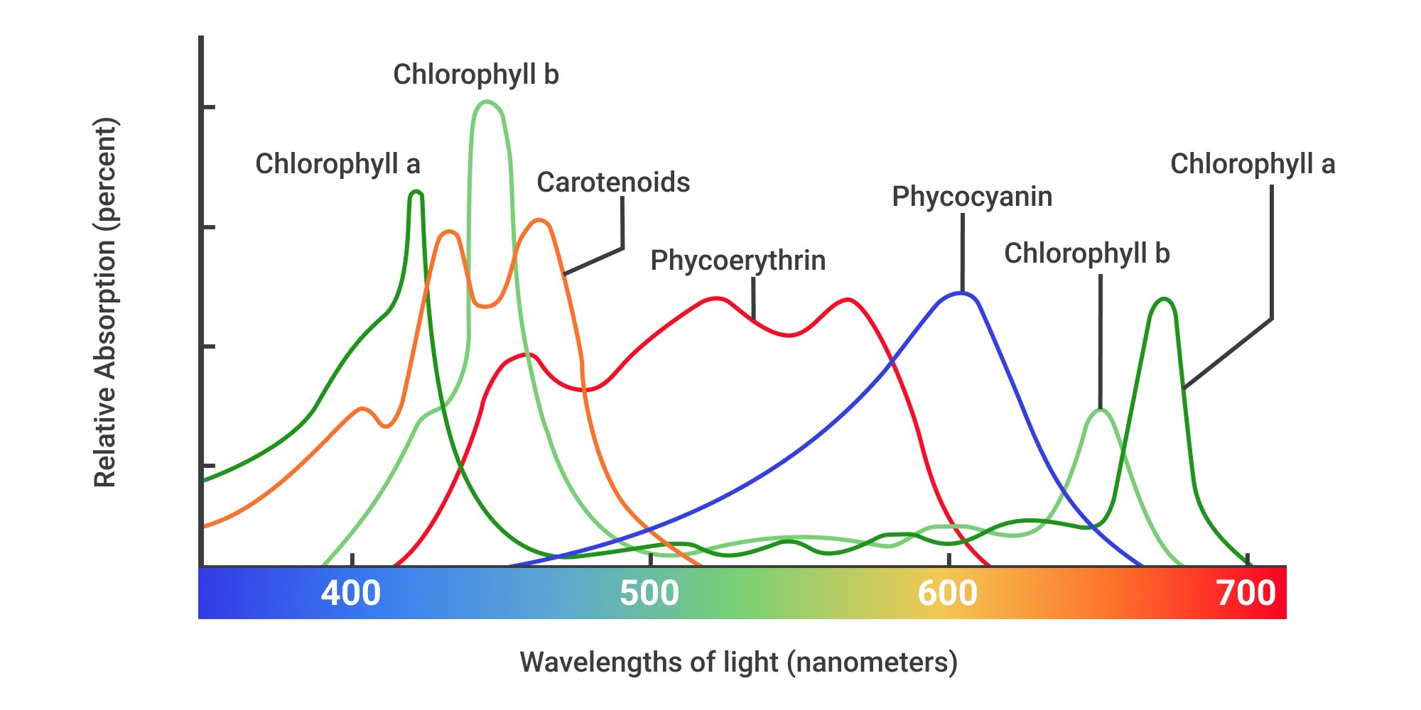 Wavelengths of light and photosynthetic pigments (article)