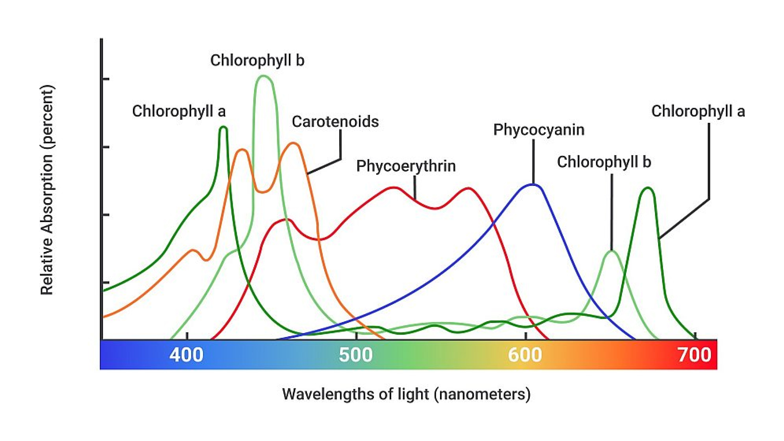 How are LEDs used for growing plants? How are LEDs used for growing plants?